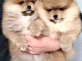 Ayıcık Surat Boo Pomeranian Yavrular