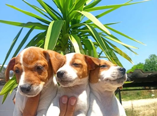 Jack Russel Yavrular görsel