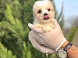 Küçük Morkie Yavrum