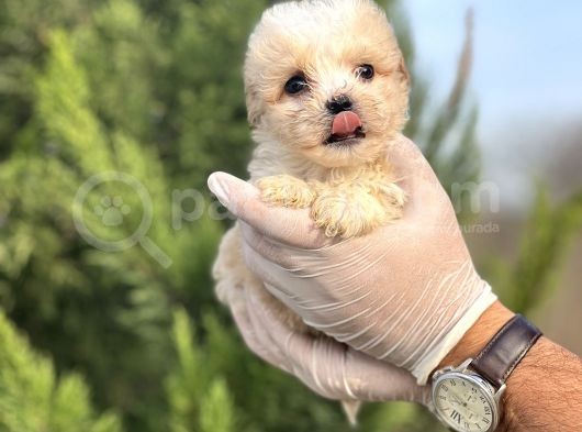 Küçük Morkie Yavrum