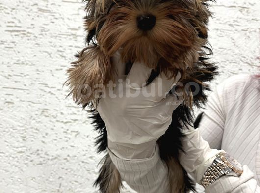Gerçek Teacup Yorkshi̇re Terri̇er Yavrularimiz görsel