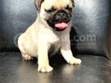 Orji̇nal Pug Mops Yavrulari