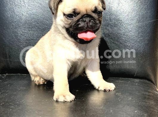 Orji̇nal Pug Mops Yavrulari görsel