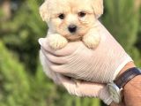 Sevimli Morkie Yavrum