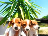 Jack Russel Yavrular