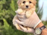Küçük Maltipoo Bebeğim