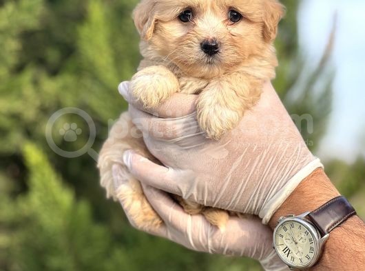 Küçük Maltipoo Bebeğim görsel