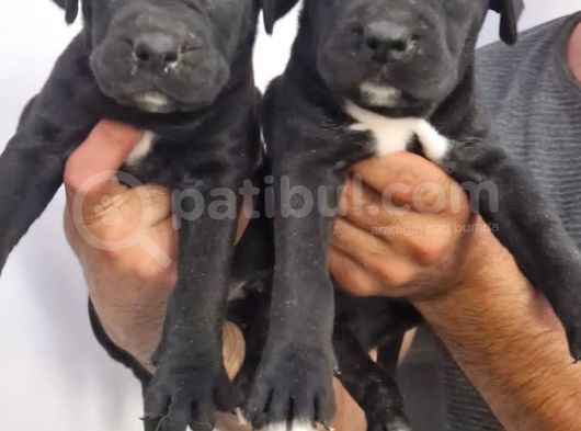 Cane Corsa Yavrular görsel