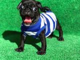 Si̇yah Erkek Pug Mops En Nadi̇r Renk