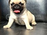 Orji̇nal Pug Mops Yavrulari