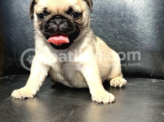 Orji̇nal Pug Mops Yavrulari görsel