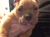 A Kalite Egzotik Pocket Bully Yavrular