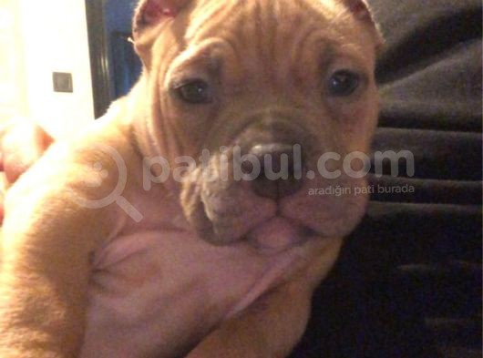 A Kalite Egzotik Pocket Bully Yavrular görsel