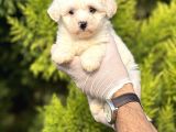 Morkie Bebeğim