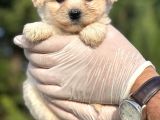 Sevimli Morkie Yavrum