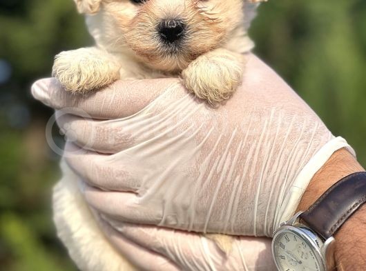 Sevimli Morkie Yavrum