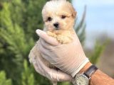 Küçük Morkie Yavrum