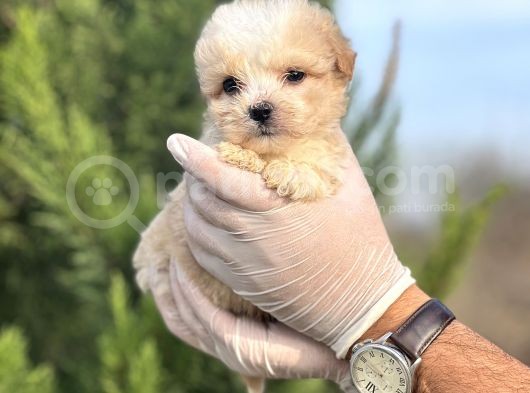 Küçük Morkie Yavrum görsel