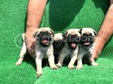 Show Class Gül Kuyruk Pug Mops Yavrular