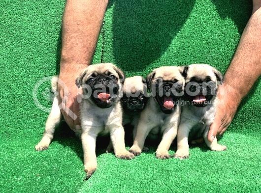 Show Class Gül Kuyruk Pug Mops Yavrular
