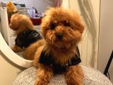 4 Aylık Erkek Maltipoo Yavrumuz Ev Ortamında