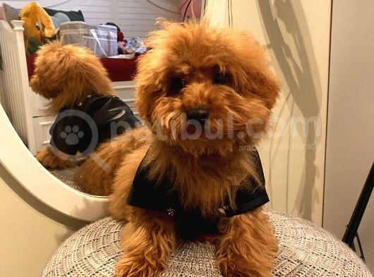 4 Aylık Erkek Maltipoo Yavrumuz Ev Ortamında görsel