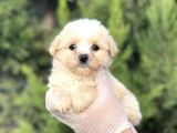 Küçük Maltipoo Yavrum