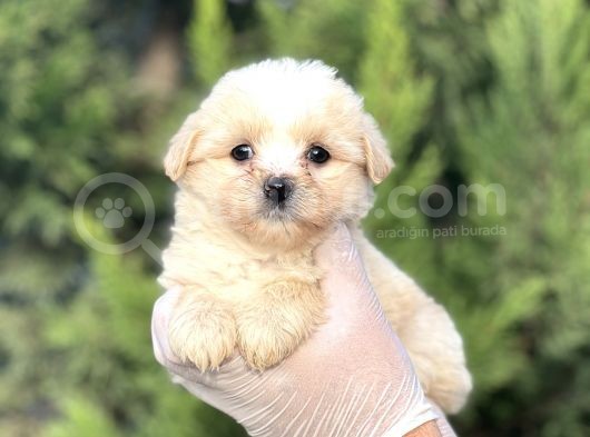 Küçük Maltipoo Yavrum görsel