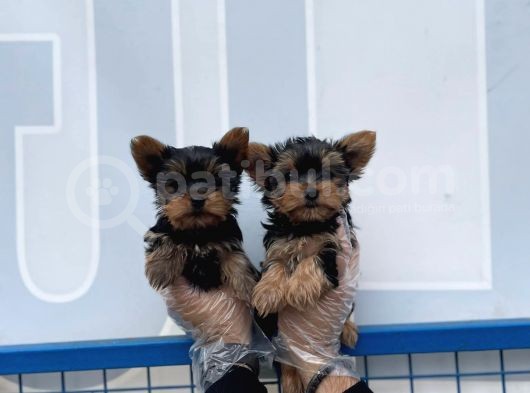 Gerçek Teacup Yorkshi̇re Terri̇er Yavrularimiz görsel