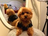 4 Aylık Erkek Maltipoo Yavrumuz Ev Ortamında