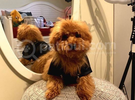 4 Aylık Erkek Maltipoo Yavrumuz Ev Ortamında görsel