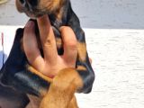 Doberman Yavrular