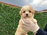 Küçük Maltipoo  Yavrular