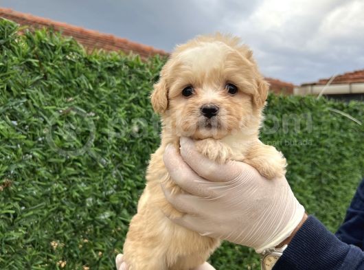 Küçük Maltipoo  Yavrular