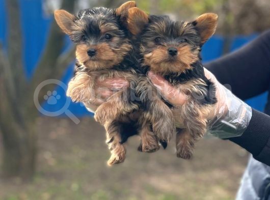Gerçek Teacup Yorkshi̇re Terri̇er Yavrularimiz görsel