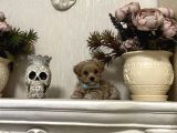 Dizayn Irk Sevimli Maltipoo Yavrular
