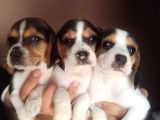 Beagle Yavrularimiz