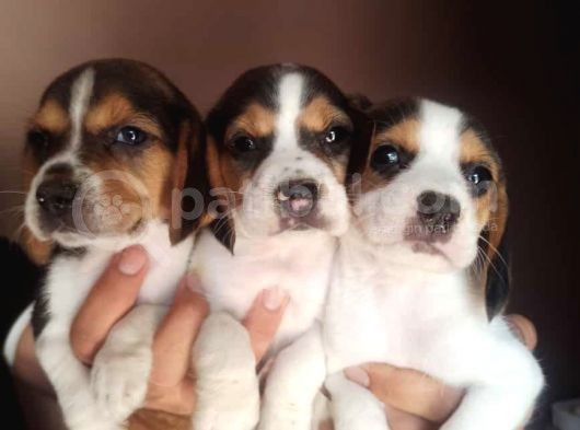 Beagle Yavrularimiz görsel