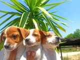 Jack Russel Yavrular