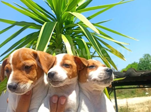 Jack Russel Yavrular görsel