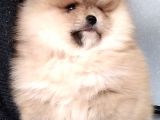 Ayıcık Surat Boo Pomeranian Yavrular