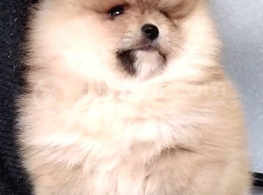 Ayıcık Surat Boo Pomeranian Yavrular görsel