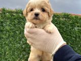 Küçük Maltipoo  Yavrular