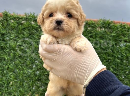 Küçük Maltipoo  Yavrular görsel