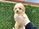 Küçük Maltipoo  Yavrular