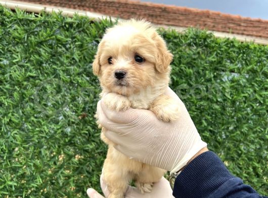 Küçük Maltipoo  Yavrular görsel