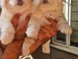 Maltese Terrier Yavrular