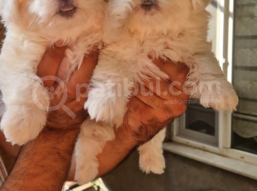 Maltese Terrier Yavrular görsel