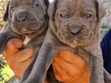 Cane Corsa Yavrular