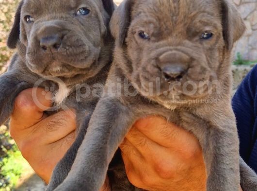 Cane Corsa Yavrular görsel